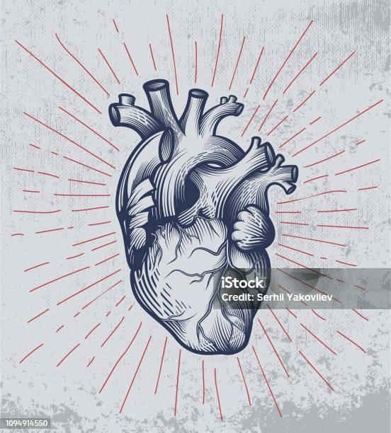 Ilustración de Corazón Humano En La Técnica Del Grabado Con Rayos De Estrellas Sobre Fondo Grunge y más Vectores Libres de Derechos de Corazón - Órgano interno
