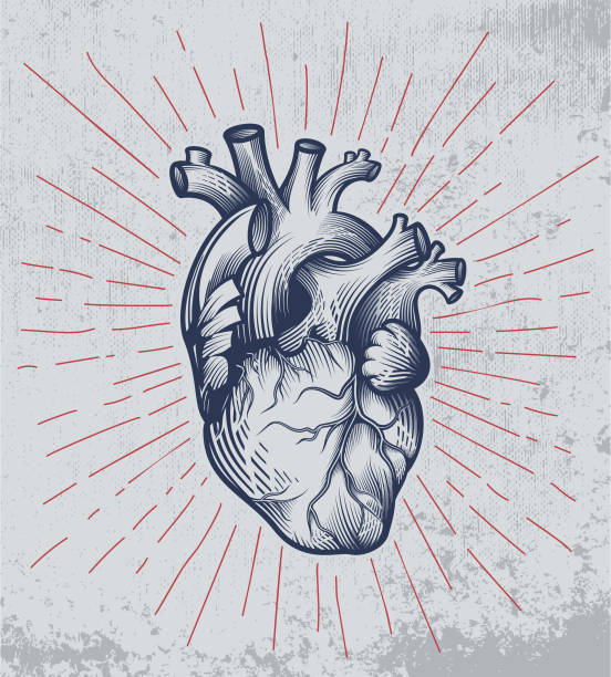Human heart in engraving technique with star rays on grunge background. Anatomically correct hand drawn line art. Tattoo, tee shirt print design. Vector illustration. biology stock illustrations
