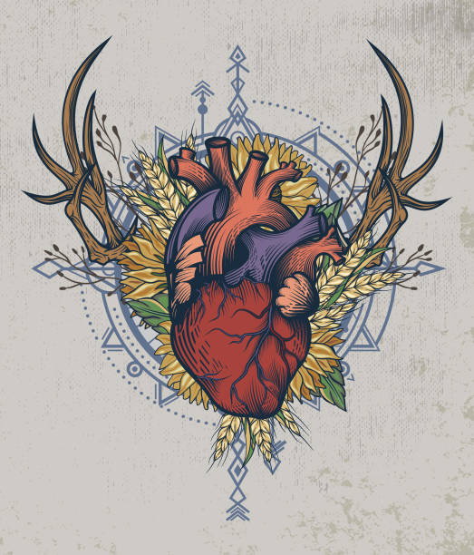 kolorowy anatomiczny plakat ludzkiego serca w technice grawerowania. - sunflower hearts stock illustrations