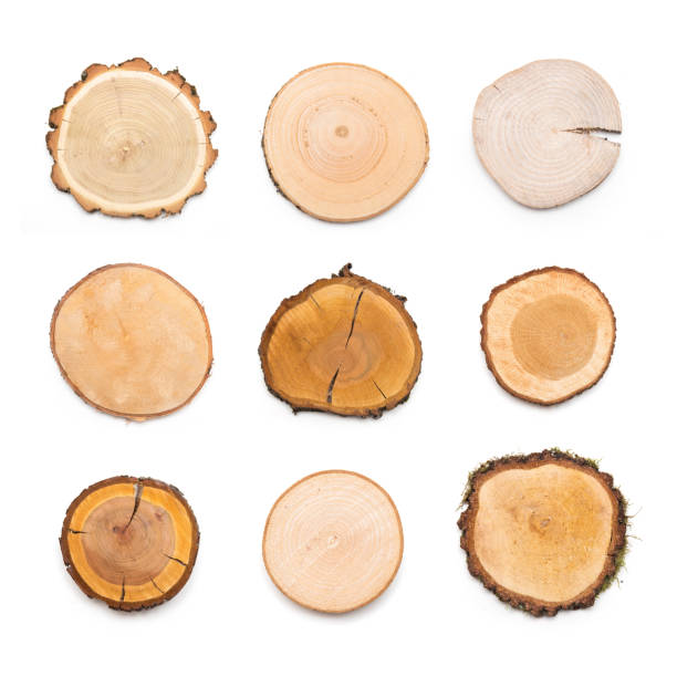 istock A slices of different wood types representing profile of cut tree. 1094914672