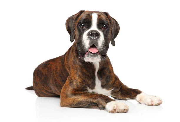 istock German boxer dog lying on white background 1094915054