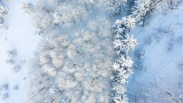 istock Aerial view of the forest at winter. 1094915614