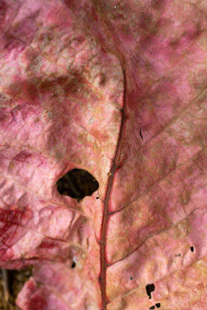 istock Santol leaf, Close up & Macro shot, Selective focus, Abstract background 1094918374