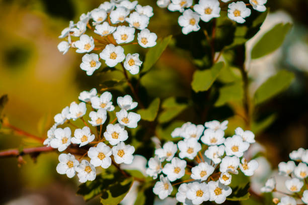 istock Clusters of white flowers blooming on a bush 1094919204