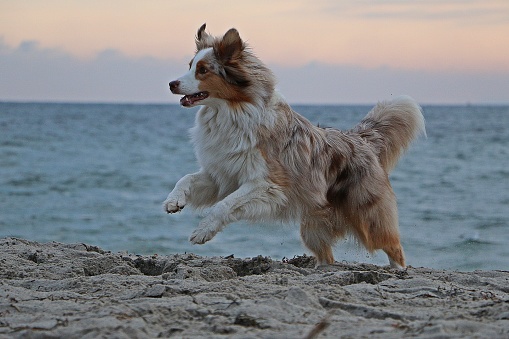 beautiful australian shepherd is running at the beach early in the morning