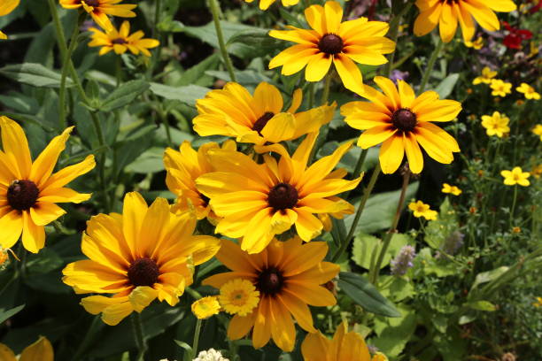 istock Beautiful yellow flowers 1094919674