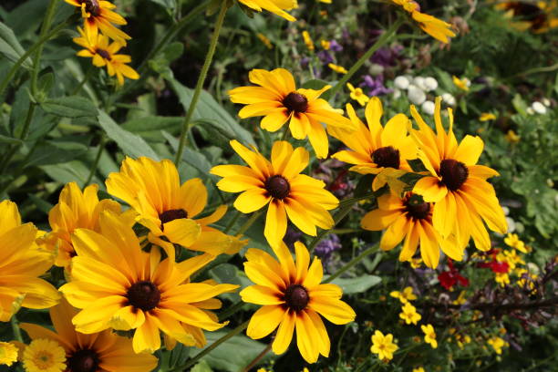 istock Beautiful yellow flowers 1094919714