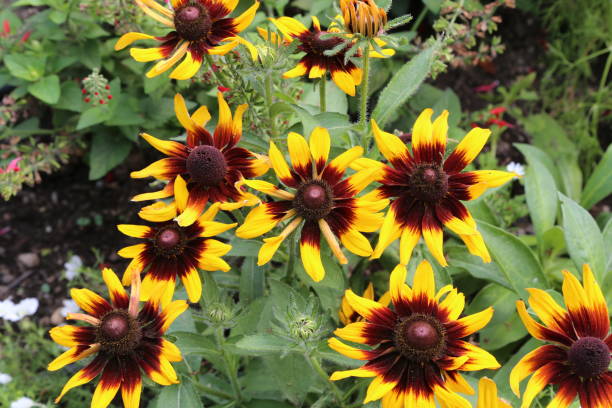 istock Beautiful yellow flowers 1094920678