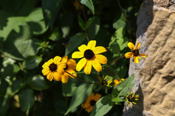 istock Beautiful yellow flowers 1094921110