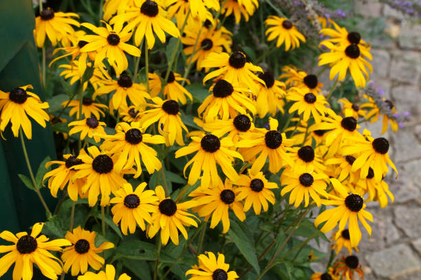 istock Beautiful yellow flowers 1094921388