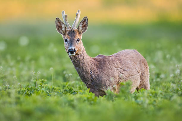 istock Curious roe deer, capreolus capreolus, buck in spring standing on fresh green field. 1094922004