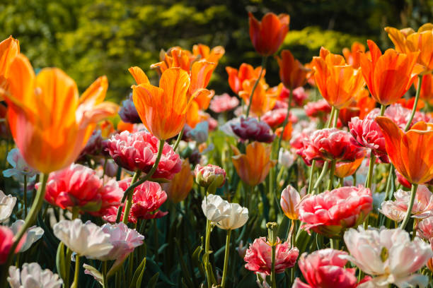 tulipes et oeillets qui fleurit dans une plate-bande à frederik meijer gardens - flower blooming spring temperate flower photos et images de collection