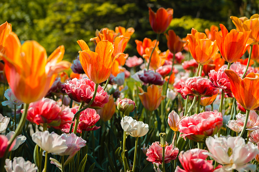 Tulips and carnations blooming in a flower bed at the Frederik Meijer Gardens