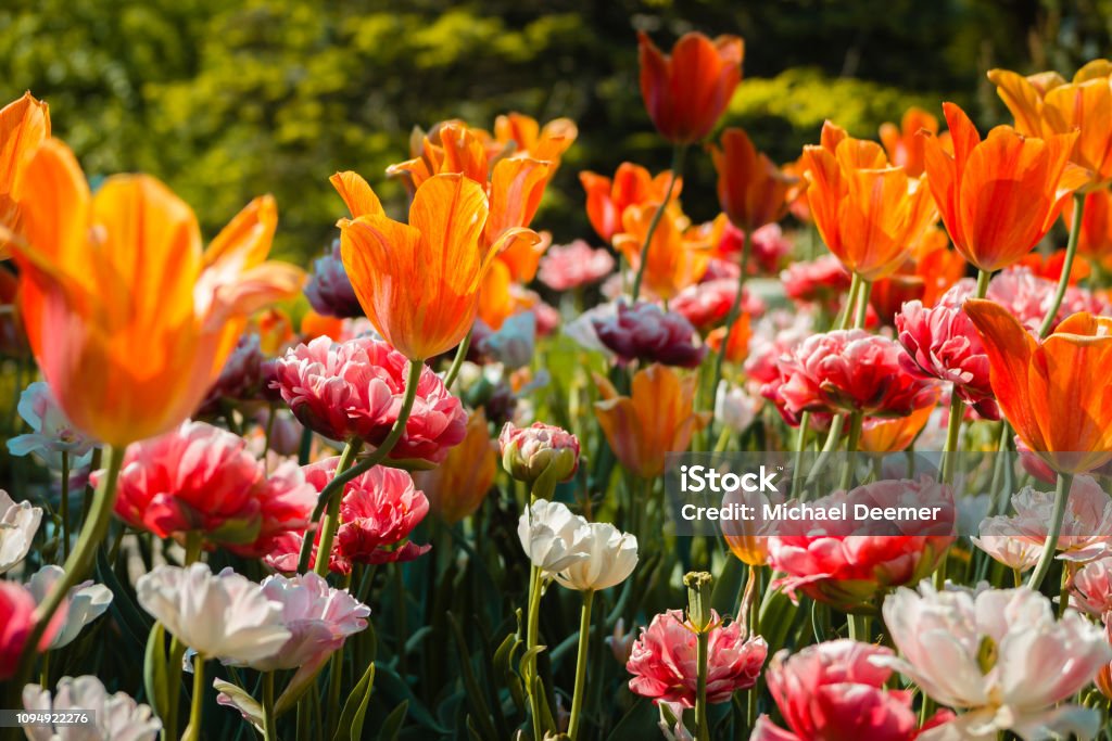 Tulips and carnations blooming in a flower bed at the Frederik Meijer Gardens Flower Stock Photo