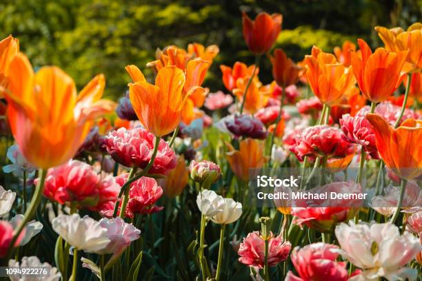 Tulips And Carnations Blooming In A Flower Bed At The Frederik Meijer Gardens Stock Photo - Download Image Now