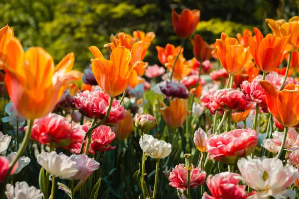 Photo of Tulips and carnations blooming in a flower bed at the Frederik Meijer Gardens