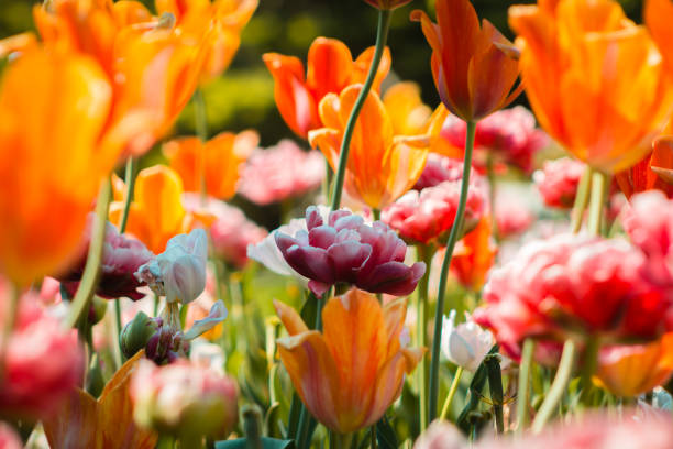 istock white and pink peonies blooming next to orange tulips 1094924324
