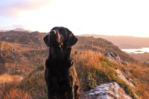 istock Black Labrador in Scottish late afternoon sun 1094925232