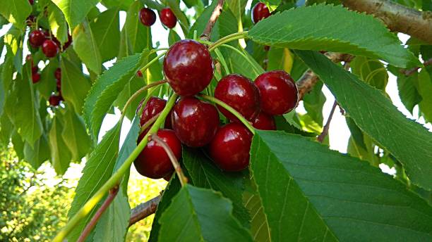 istock Cluster of cherries ripening on a tree leafy branch. 1094928326