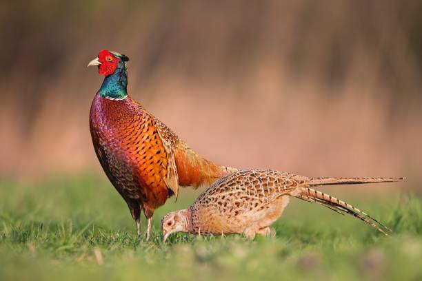 Male common pheasants, phasianus colchicus, displaying in front of female in spring mating season