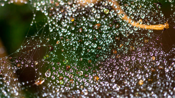 Cobweb with water drops stock photo