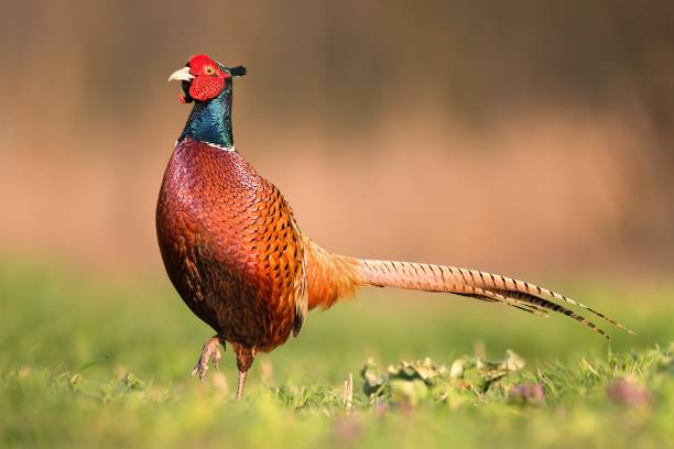 istock Male common pheasant, phasianus colchicus, in spring evening light walking in meadow with blurred background 1094928828