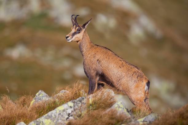 istock Chamois, rupicapra rupicapra, standing majestically on rocks in high mountains. 1094929002
