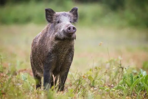 Curious wild boar, sus scrofa, sniffing for danger on hayfield in daylight. Cautious wild animal.