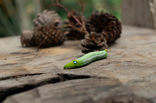 Green worm caterpillar animals isolate on wood and pine cone blur background