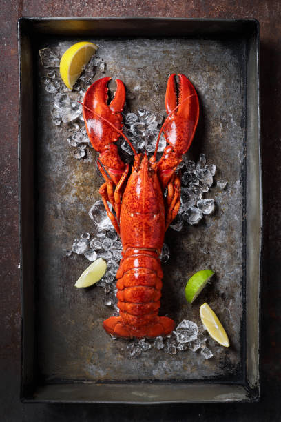 aragosta in un vassoio arrugginito grigio scuro servito sul ghiaccio con limone e dal vivo, vista dall'alto, stile vintage - gourmet food lobster seafood foto e immagini stock