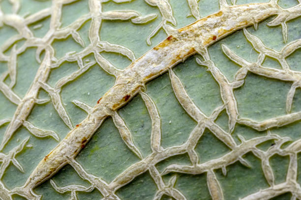 istock Close-up of the melon green surface as background 1094933066