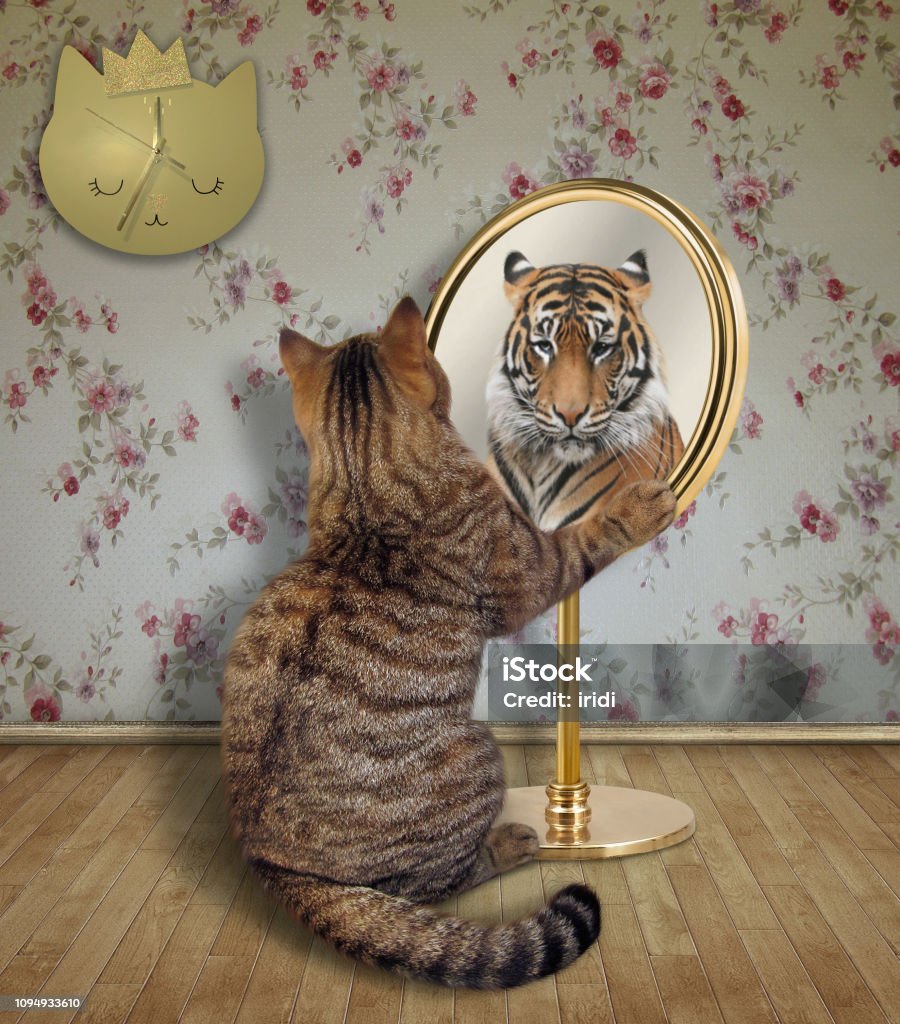 Kat Kijkt Een Tijger In De Spiegel Stockfoto En Meer Beelden Van Spiegel - Spiegel, Aspiraties, Fantasie - Istock