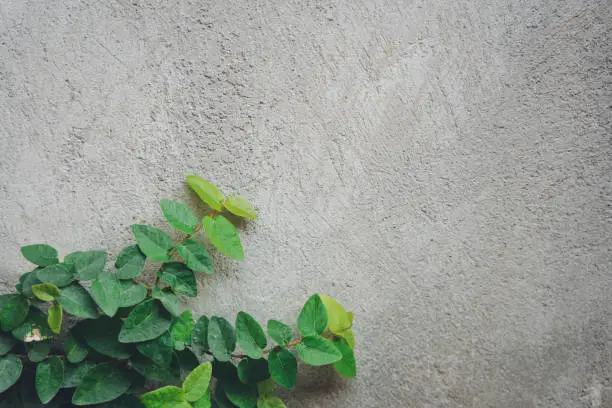 Photo of The wall is made of brick and then painted in white. There are creepers on the left wall. This wall is popular in English style. Also known as a vintage style. as background with copy space.