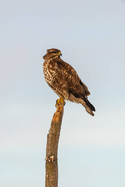istock Photo of common buzzard buteo buteo on a tree 1094939778
