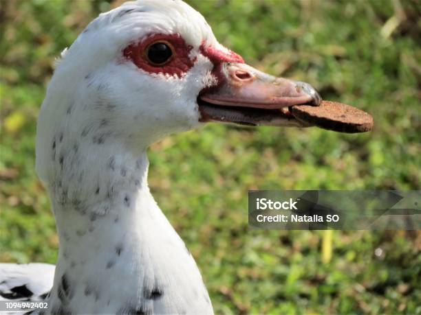 Funny Duck With Cookie Stock Photo - Download Image Now - Animal, Animal Body Part, Animal Eye