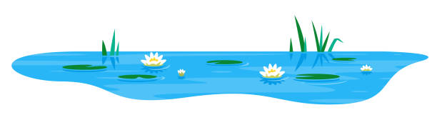 Small pond with water lily Small blue decorative pond with white water lily and bulrush plants, isolated on white, lake plants nature landscape fishing place pics of a lily pads stock illustrations