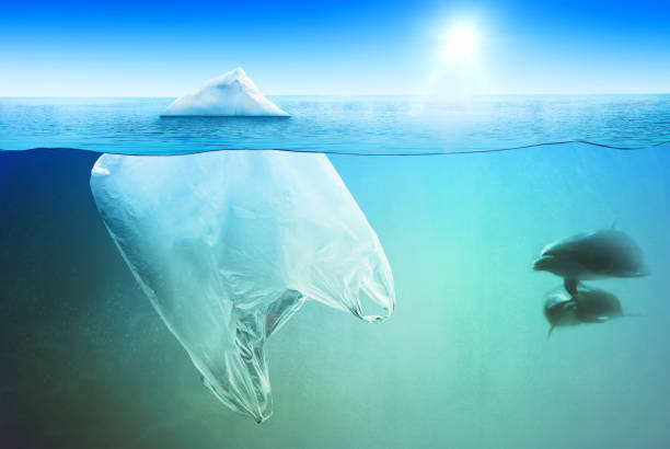istock Two dolphins swimming near plastic bag in the open sea 1094942700