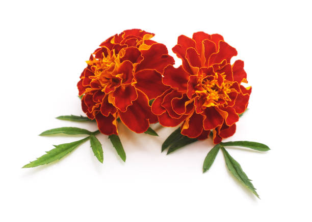 istock Bouquet of marigolds. 1094943068