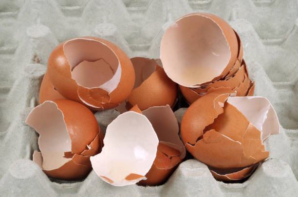 gusci d'uovo in una scatola di uova - guscio duovo foto e immagini stock