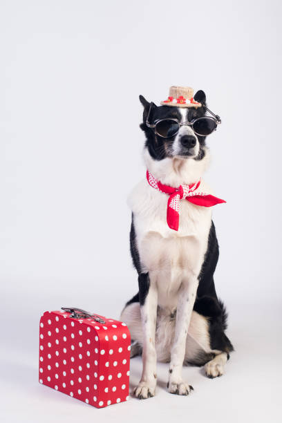 istock Mixed breed dog portrait 1094946064