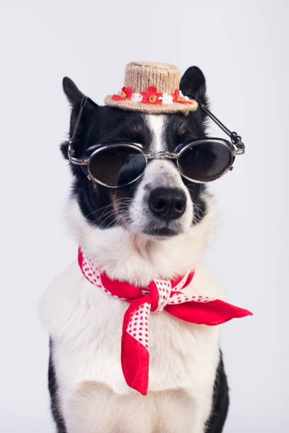 istock Mixed breed dog portrait 1094946420