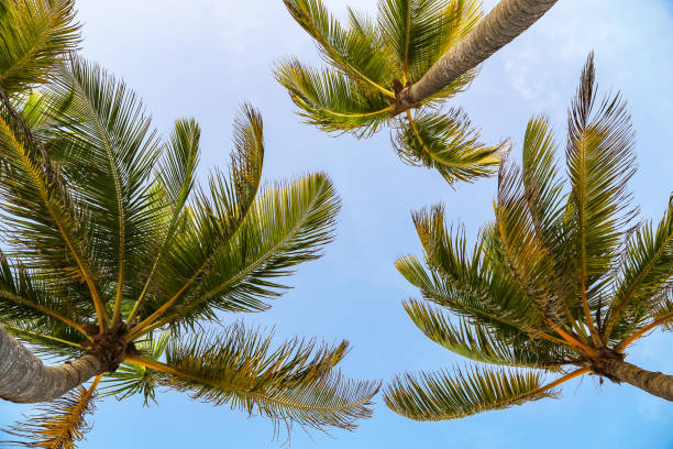 istock Beautiful leaves of the palm 1094950920