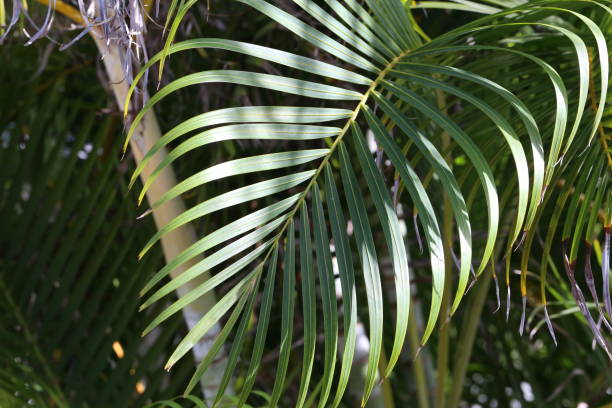 istock Beautiful leaves of the palm 1094951032