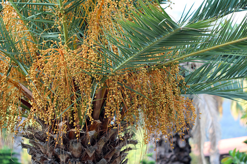 Date palm fruits ripen on the tree.