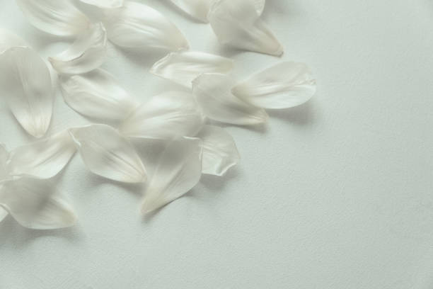 istock Pattern from tulip petals on white wooden background. Flat lay. Top view. 1094954458