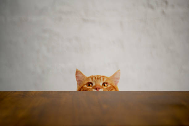 + Fotos y Imágenes de Fondo de pantalla del gato Gratis · Banco de Fotos Gratis + Fotos y Imágenes de Fondo de pantalla del gato Gratis · Banco de Fotos Gratis