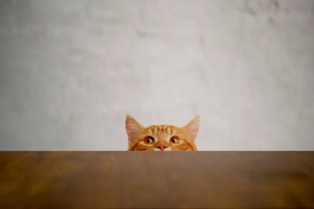 Photo of Big-eyed naughty cat looking at the target. British sort hair cat.