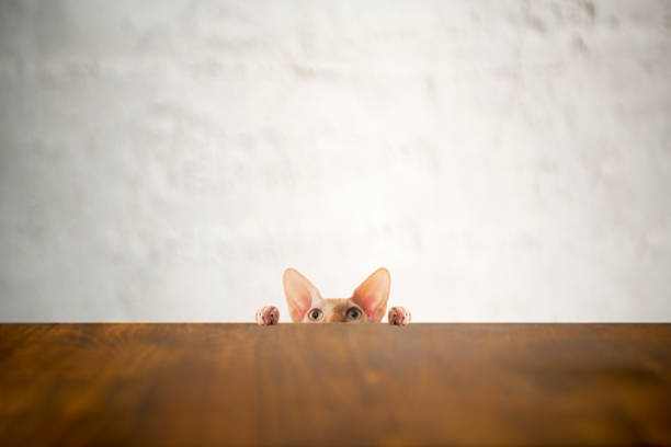 Cat series at home