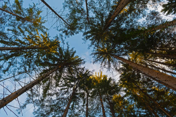 istock Looking up into the treetops of spruce trees in forest as sunset time 1094957076
