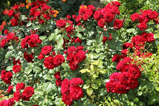 Bush of beautiful red roses in the garden.
